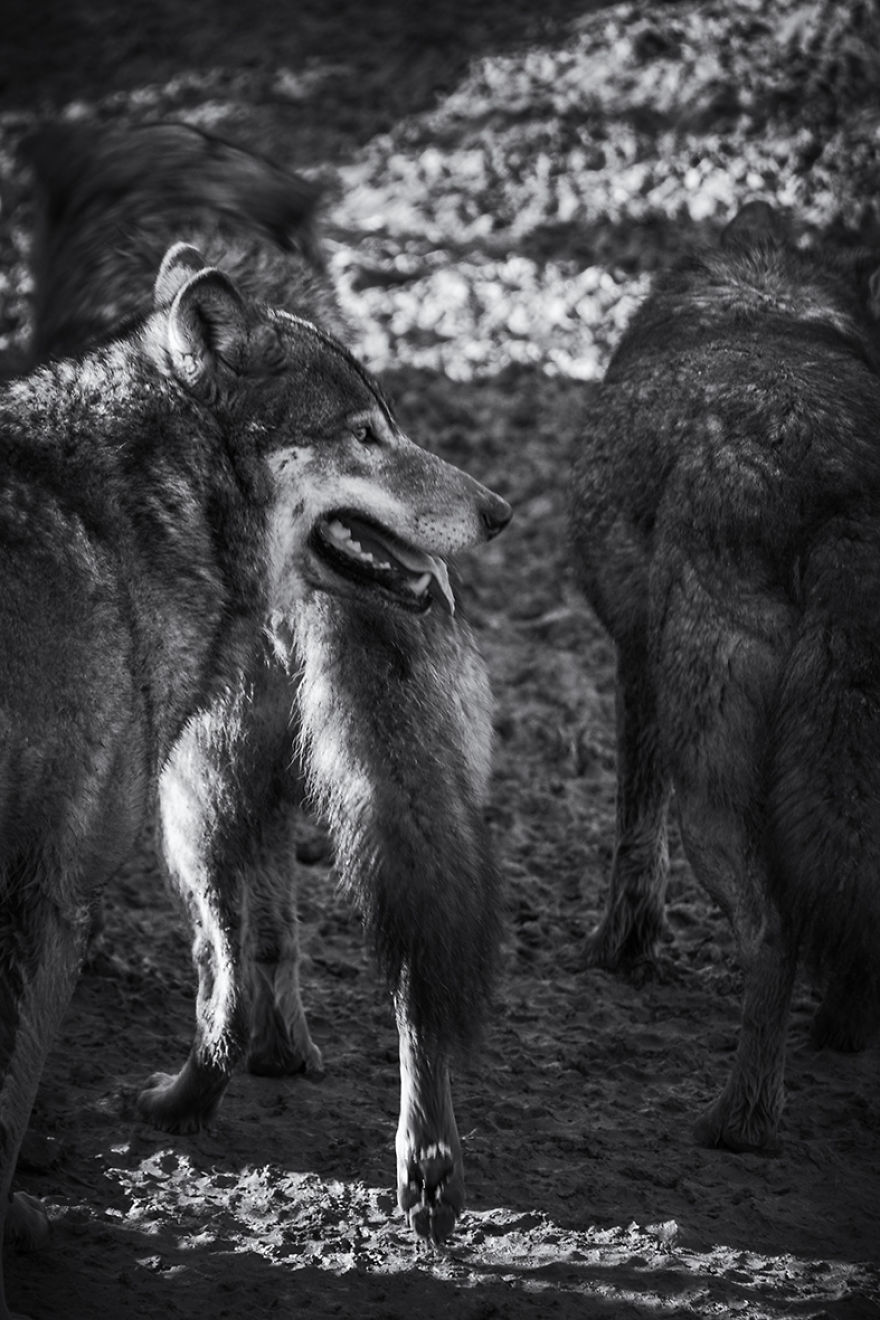 Will The Wolf Survive?