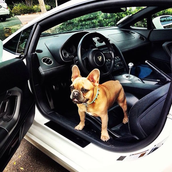 Rich Dogs Of Instagram: The Proof That Pups Live Better Than Humans