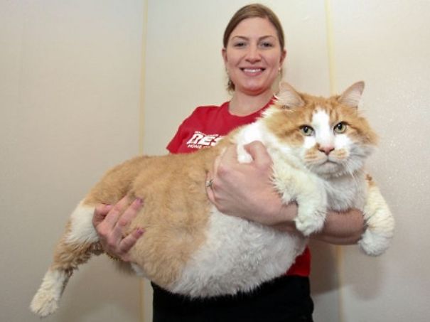 Biggest Cats In The World