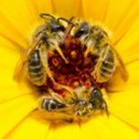 norma_parfitt avatar