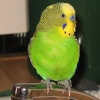 toni_starostka avatar