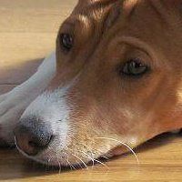 kipawa_harder avatar