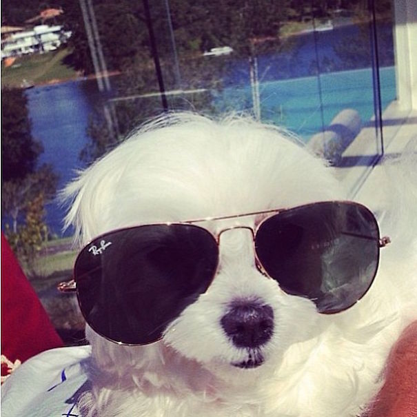 Rich Dogs Of Instagram: The Proof That Pups Live Better Than Humans