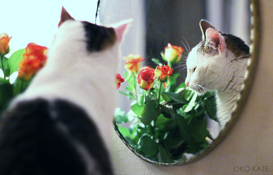 I Photograph My Cats Looking At Mirrors