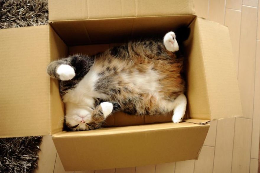 Cat's Cardboard Mystery Solved