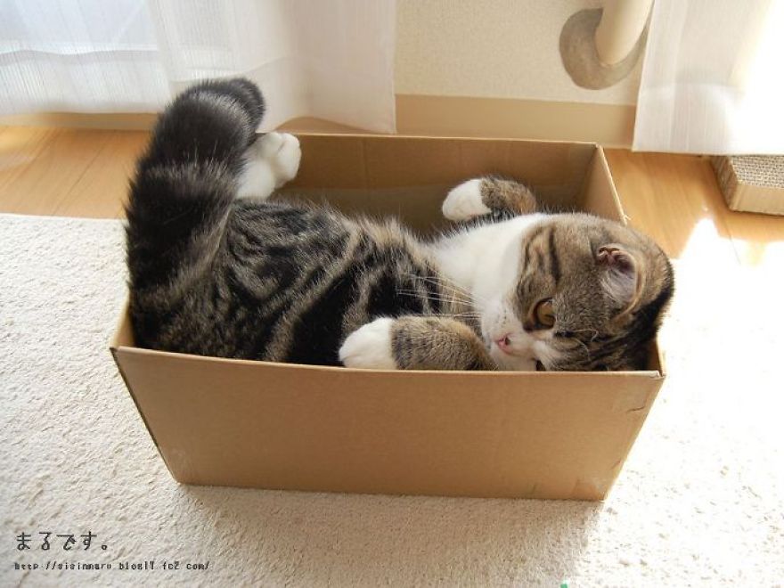Cat's Cardboard Mystery Solved