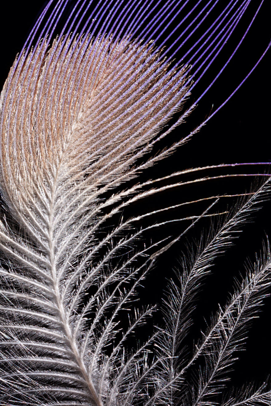 Close Up Photographs Of Bird Feathers
