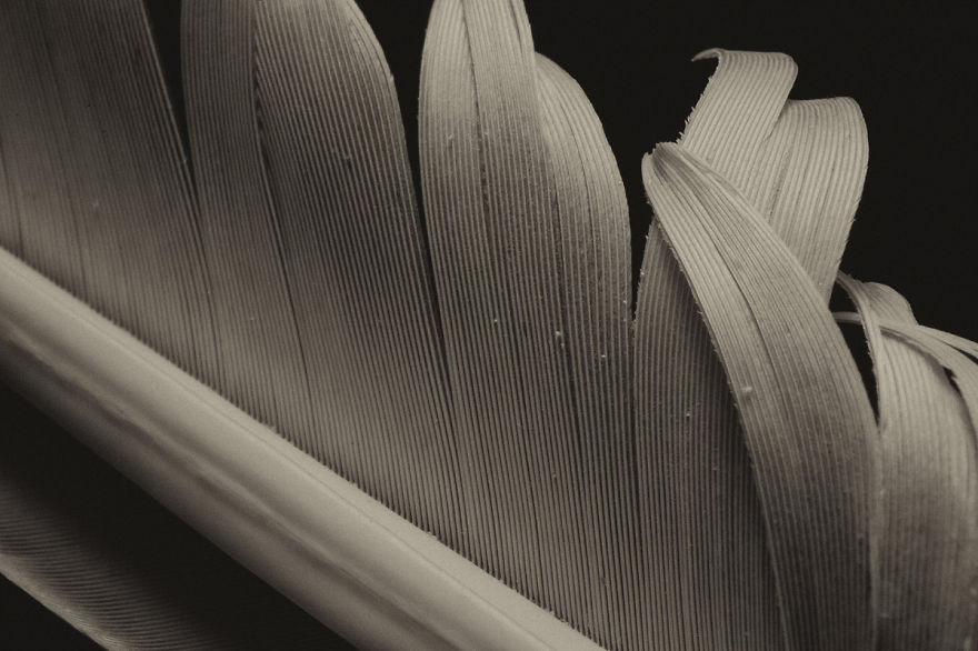 Close Up Photographs Of Bird Feathers