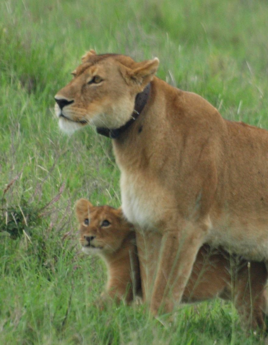 ♡ Mother 2 ♡ Serengeti