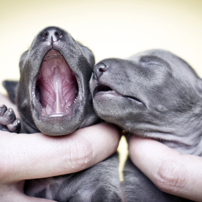Italian Greyhound Puppies Enjoying Their Sweet Life