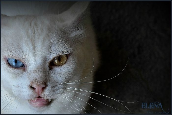 My Lovely Snowhite Cat!