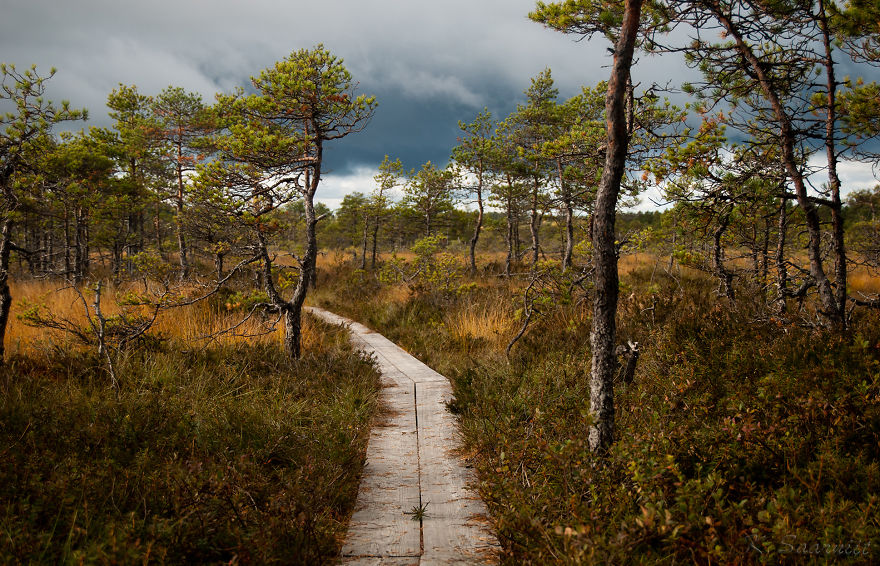 Estonian Bog Forest