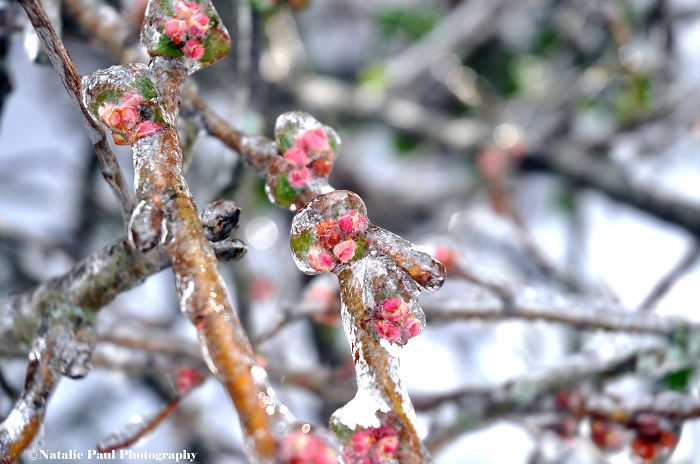 Ice Storm In Nashville Creates A Winter Wonderland Showcasing Winter And Spring