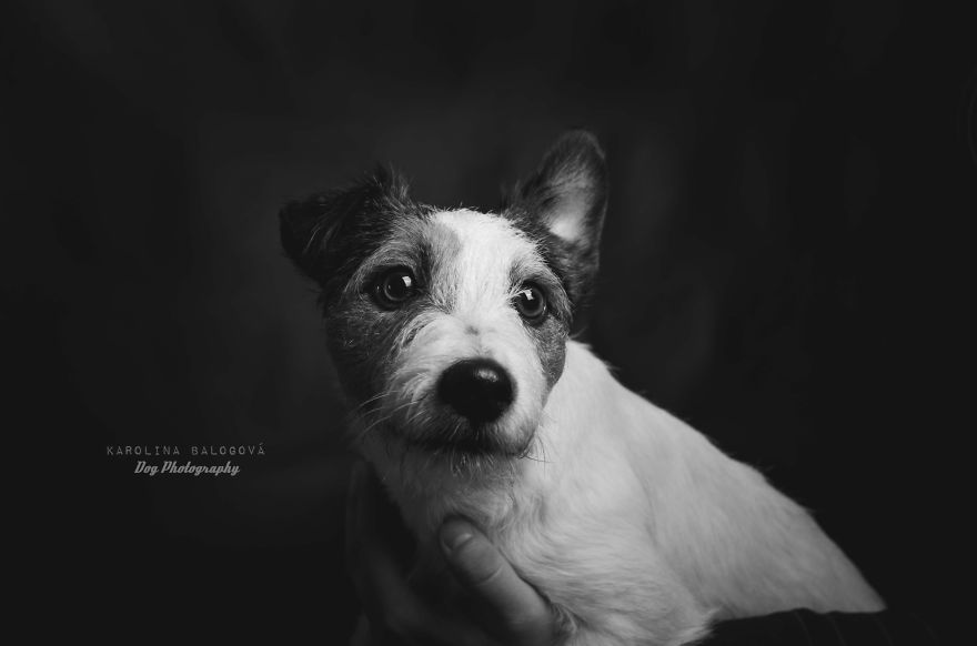 My Passion Is Taking Portraits Of Dogs