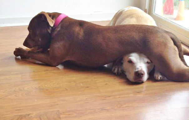 Dolly The Pit Bull Won't Stop Sitting On Her Brother Duke