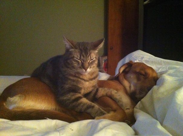 Dog And Cat Nap