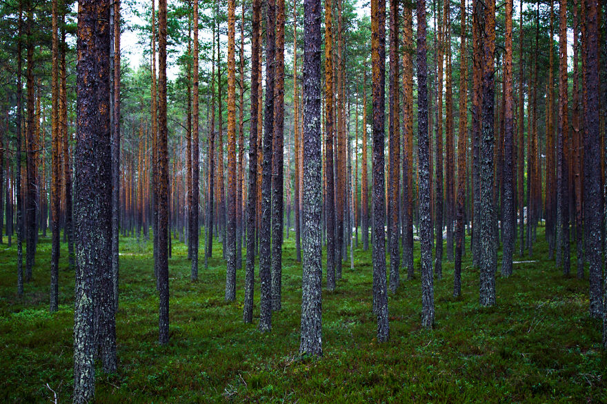 Forest In Finnland Near Kannus