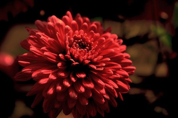 Flower Photography