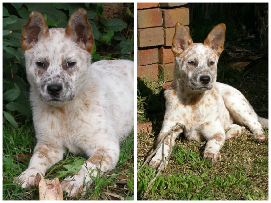 Before And After Photos Of My Rescued Dogs