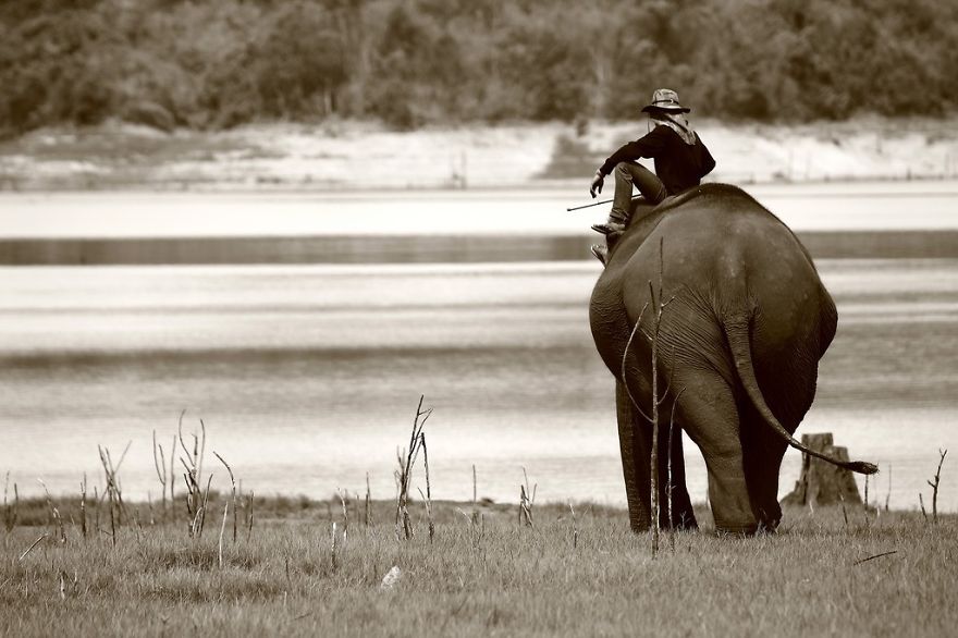 The Friendship With An Elephant I Met In South East Asia