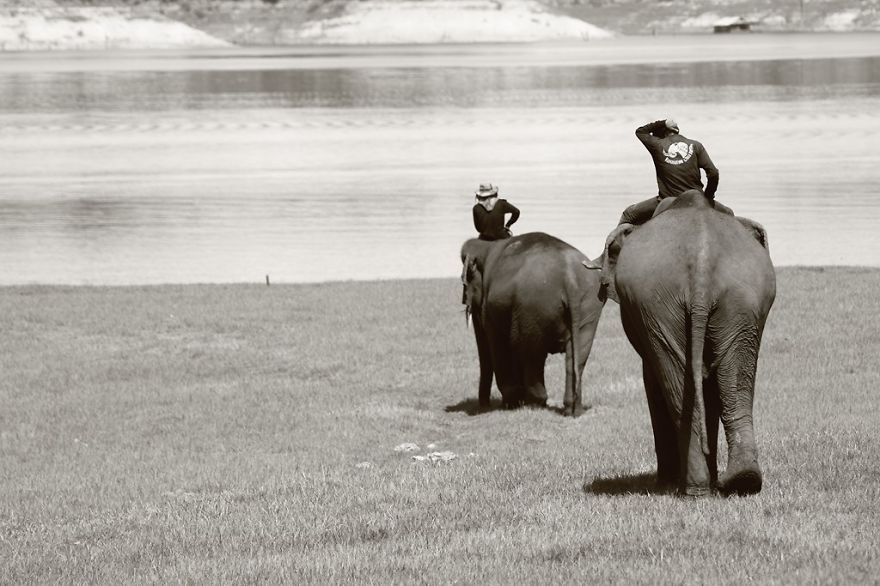 The Friendship With An Elephant I Met In South East Asia