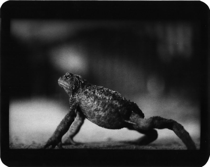 I Captured These Animals With My Father's Old Japanese Film Camera From 1960's