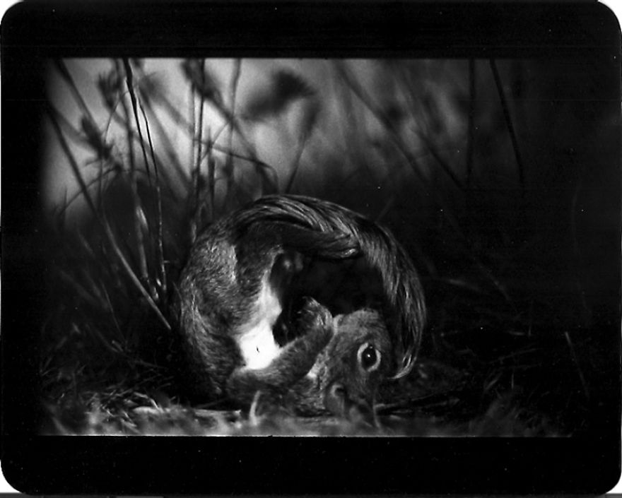 I Captured These Animals With My Father's Old Japanese Film Camera From 1960's