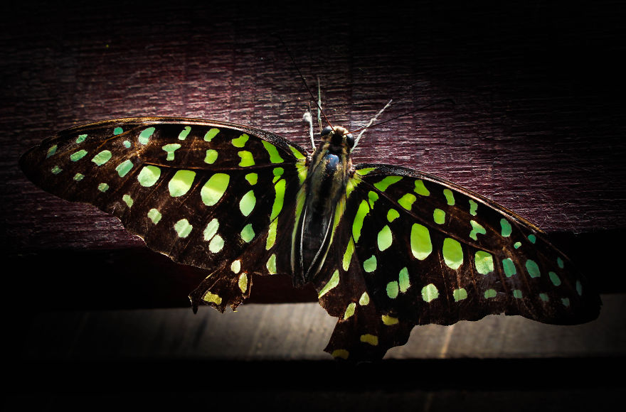 I Found This In My Garage, Beautiful Butterfly From Indonesia