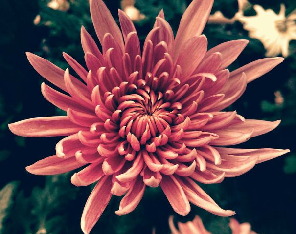 Flower Photography