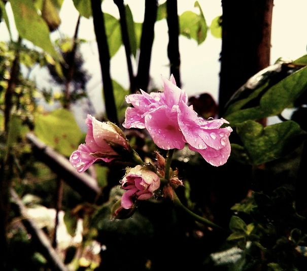 Flower Photography
