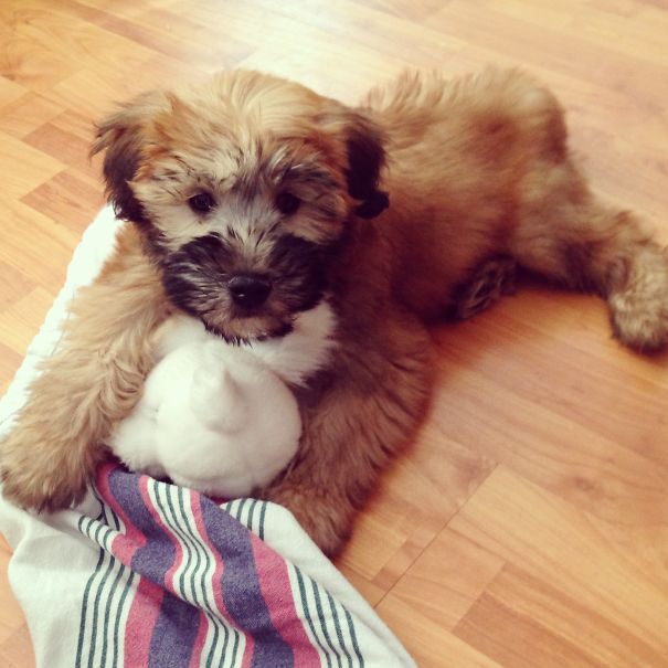 Soft-coated Wheaten Terrier (@riggins_the_wheatie)
