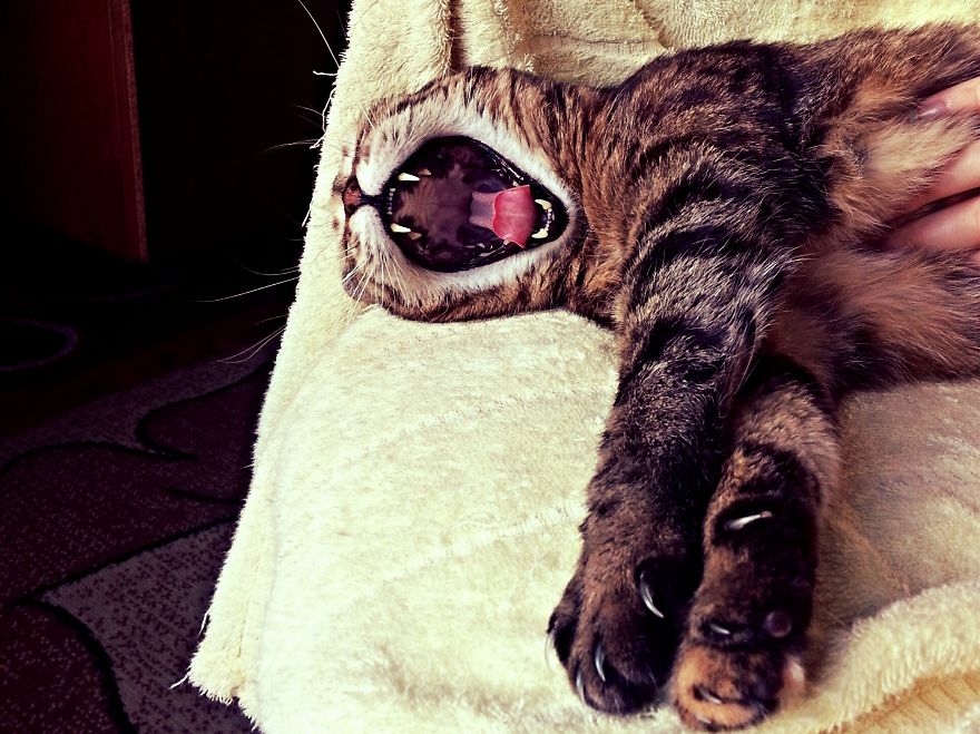 Meet The Yawning Cat Juja