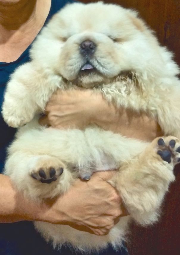 Chubi The Chow Puppy (@chubichowchow)