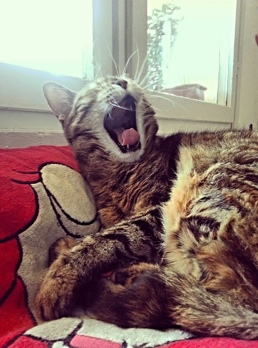 Meet The Yawning Cat Juja