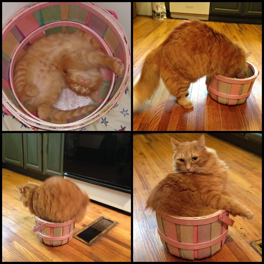 Panda The Day I Brought Him Home And Then Again 5 Years Later, Rediscovering His Basket!