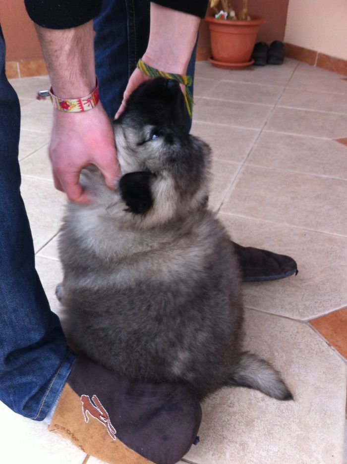 Beautiful Dog From Šar Mountain