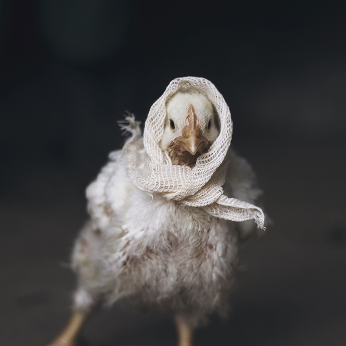 I Photograph Animals Pretending To Be Human To Make Your Week Better