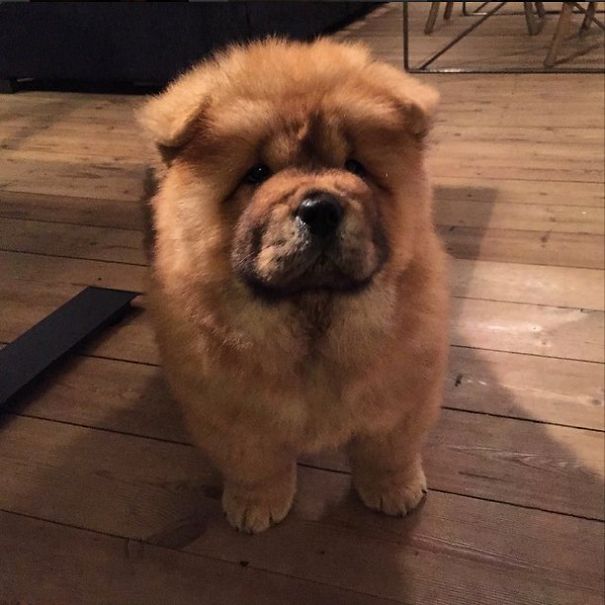 Chow Chow Puppy - Destroyer Of Worlds.