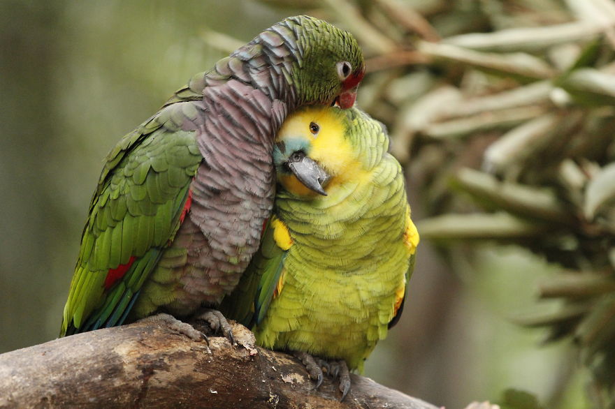 Parrot Love