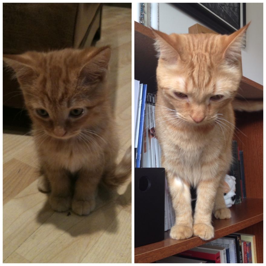This Is My Cute Pose - Maxthecat 3 Years Later