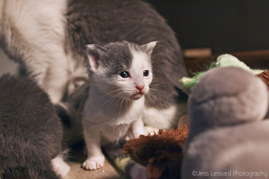 I Photograph Rescue Cats At The Largest No-Kill Cat Sanctuary In California (700+ Cats) To Help Them Get Adopted