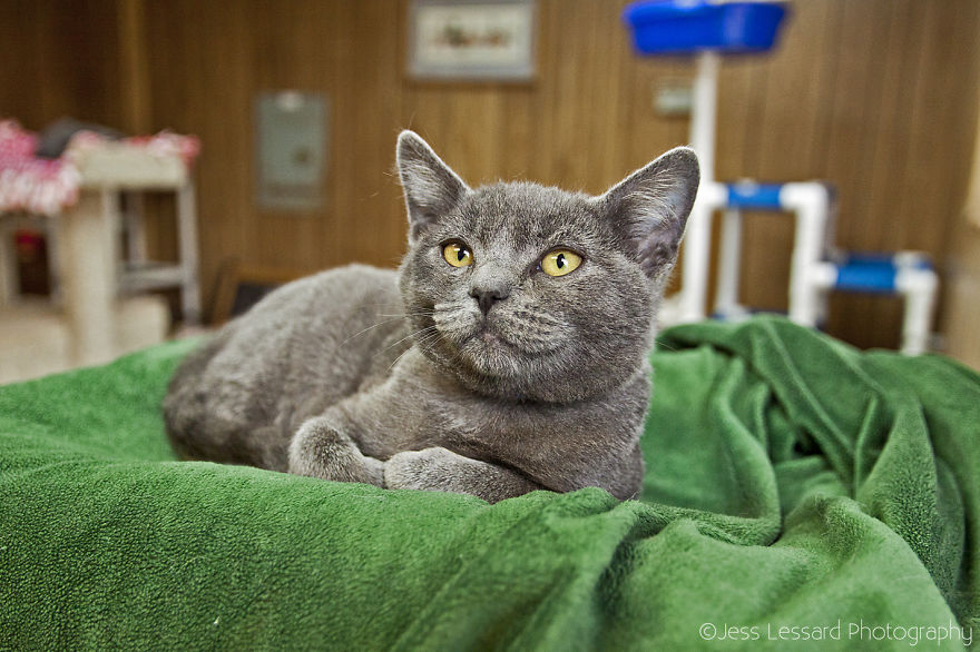 I Photograph Rescue Cats At The Largest No-Kill Cat Sanctuary In California (700+ Cats) To Help Them Get Adopted