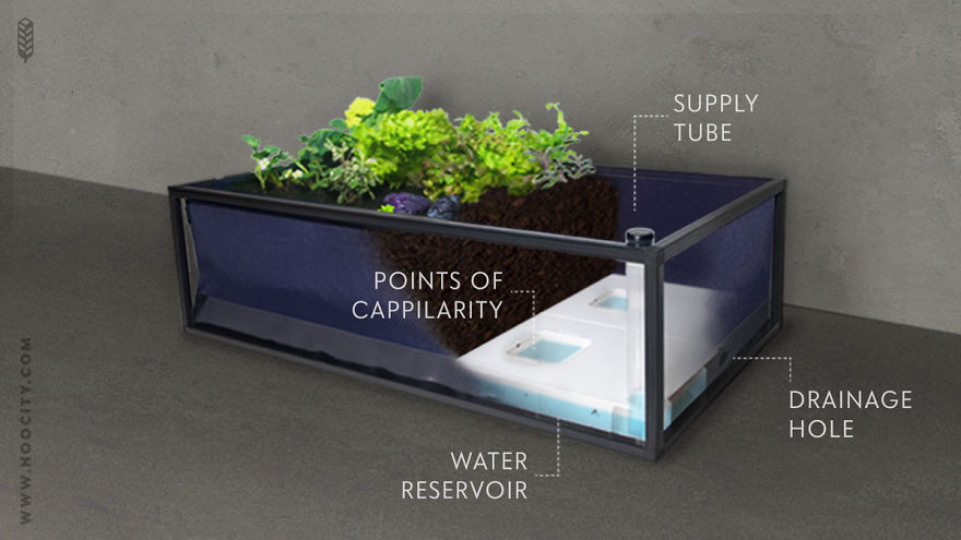 Noocity Growbed Created New Self-Watering Farming System