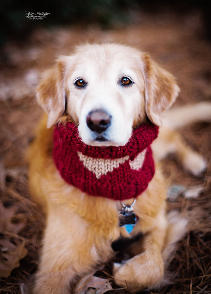 Valentine's Day Knitting For Dogs