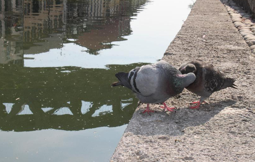 Pigeon Love - Navigli Canal - Milan
