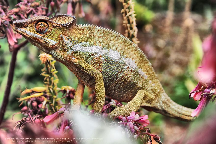 Chameleon Panthers Climbing Flowers Are Just Too Photogenic