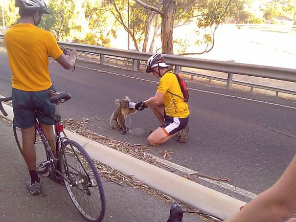 Cyclist Stops To Give A Dehydrated And Hot Koala A Much Needed Drink.
