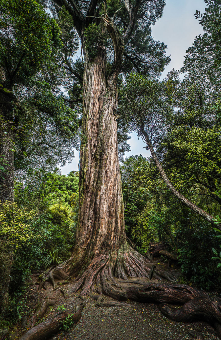 Giant Totara Tree, Peel Forest, New Zealand