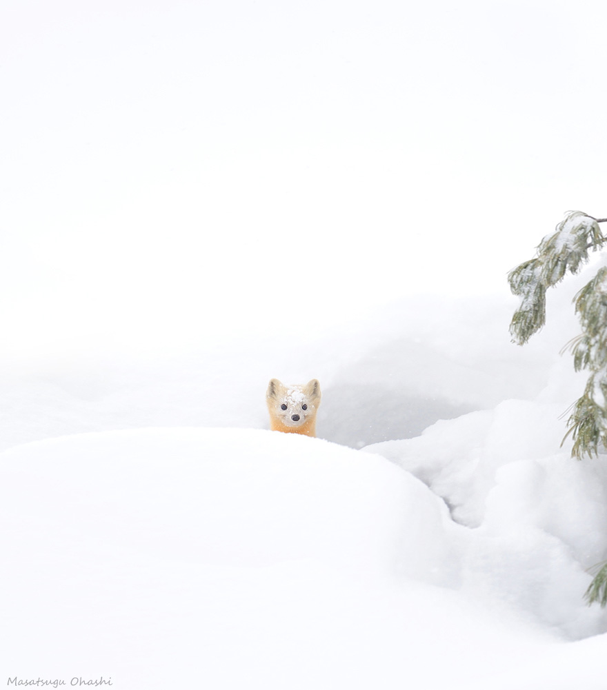 Japanese Marten
