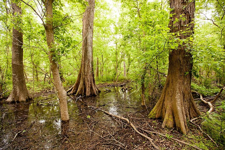 Woodlands Conservancy, Greater New Orleans, Louisiana
